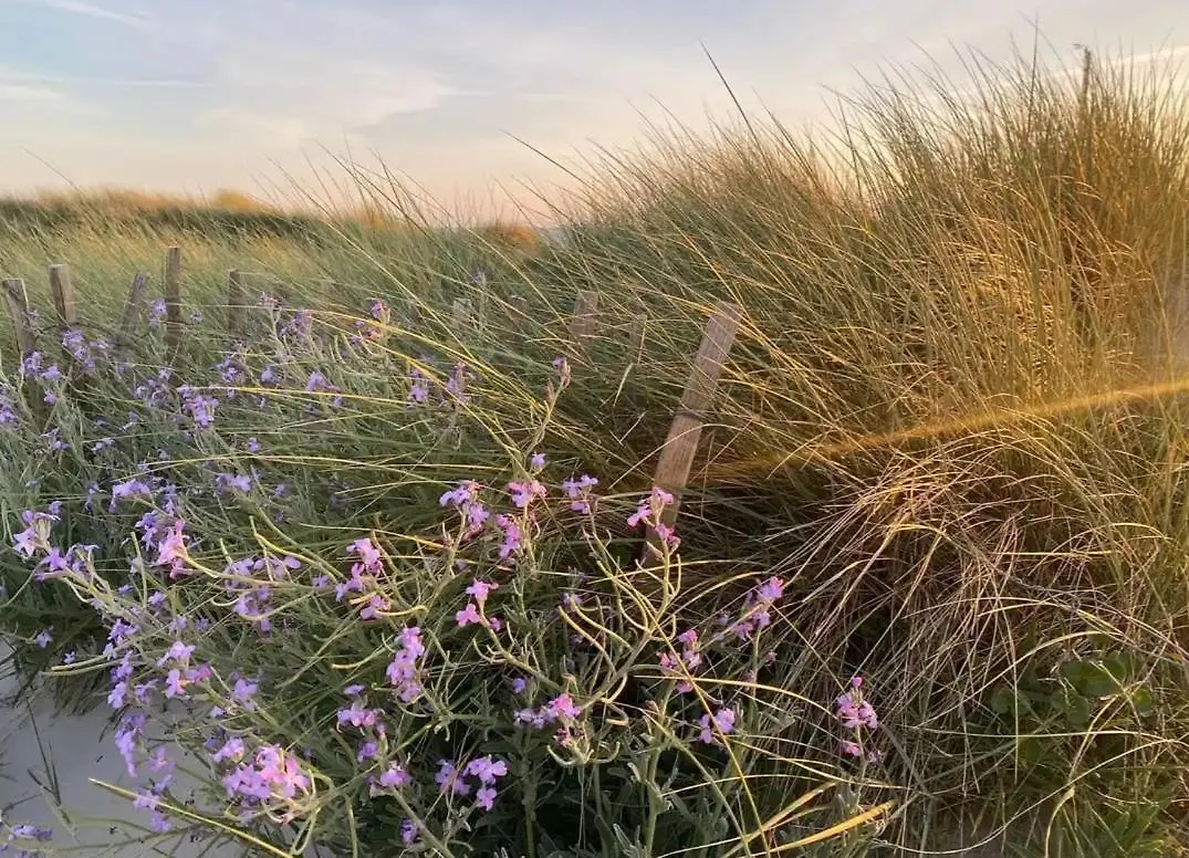 Сasa de vacaciones 1. Ty Gwalarn, Vue Sur La Lande, Dunes Et Ocean Saint-Jean-Trolimon Francia